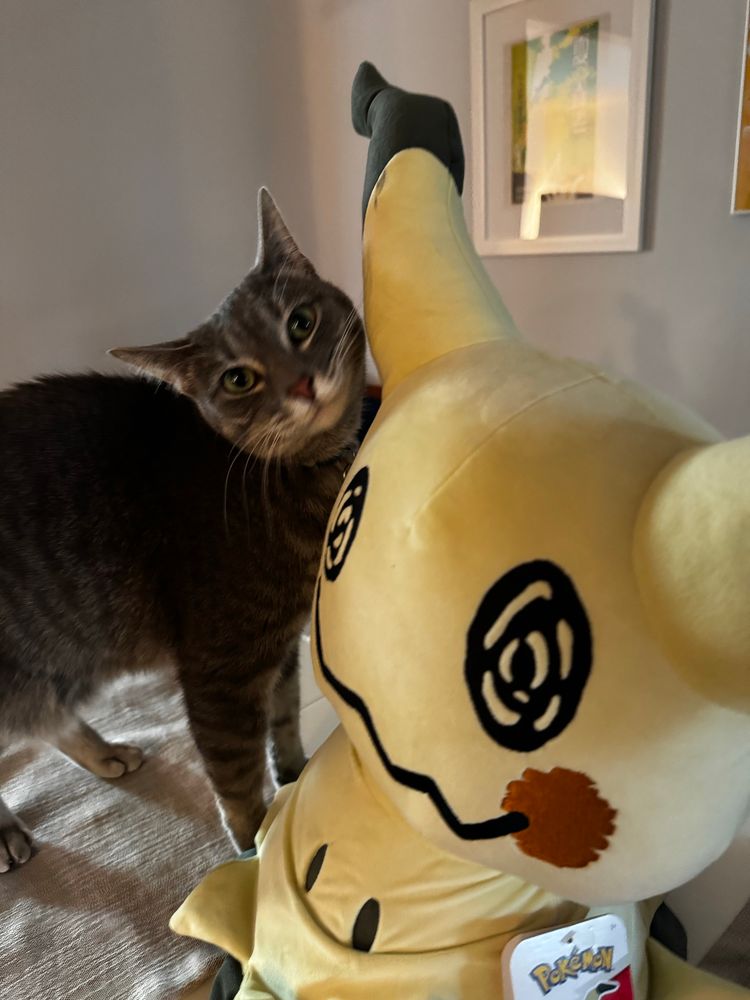 Cat next to large Mimikyu plush doll
