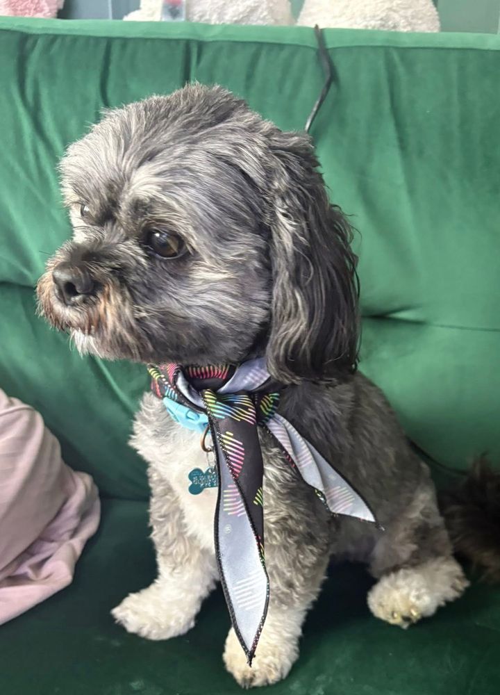 Black, white, and grey lhasa apso wearing a black bandana around his neck with “ABBA” written on it in rainbow lettering. He is sitting on a green velvet sofa and turned facing the side. 