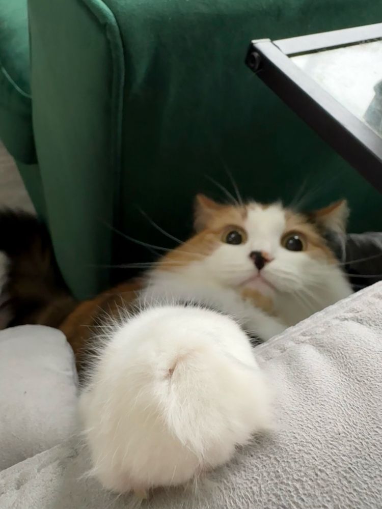 Longhaired calico cat with wide eyes and ears pinned back with one paw in front of the camera and a demonic look on her face 