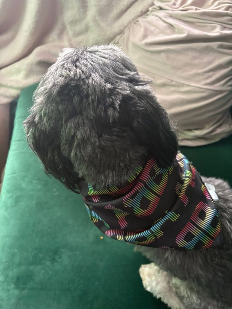 Black, white, and grey lhasa apso wearing a black bandana around his neck with “ABBA” written on it in rainbow lettering. He is sitting on a green velvet sofa facing away from the camera. 