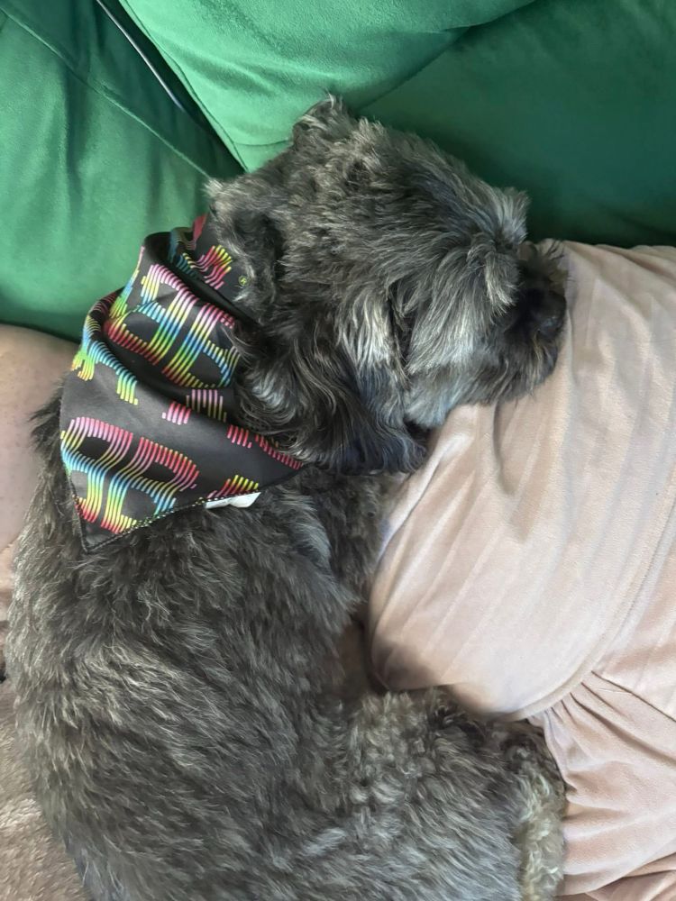 Black, white, and grey lhasa apso wearing a black bandana around his neck with “ABBA” written on it in rainbow lettering. He is lying curled up on a pink cushion. 