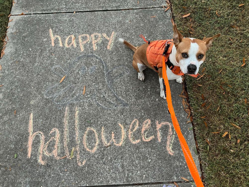 Same dog as in previous picture, sotting beside a very faint sidewalk chalk drawing of a ghost labelled in orange chalk “happy halloween”