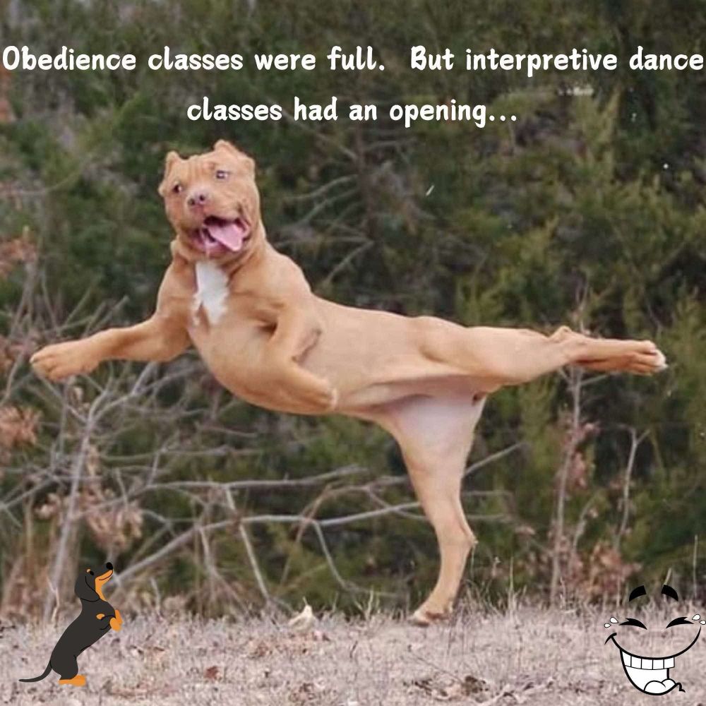 Image of a tan bit bull leaping in mid-air, legs all going in different directions, with a dopey but happy look on its face.

Text reads: Obedience classes were full. But interpretive dance classes had an opening…
