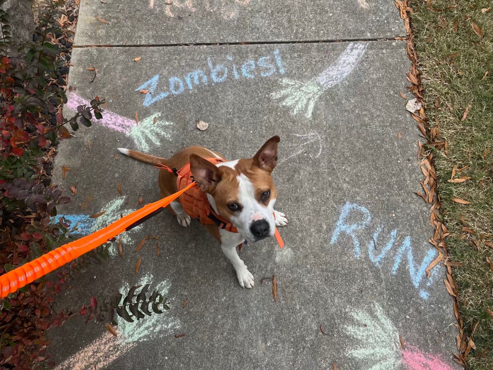 Brown & white dog wearing a harness and orange leash sitting on a sidewalk. Around him are chalk drawing of zombie hands/arms reaching foe the center where the dog is sitting. Written in chalk are “Zombies!” and “Run!”