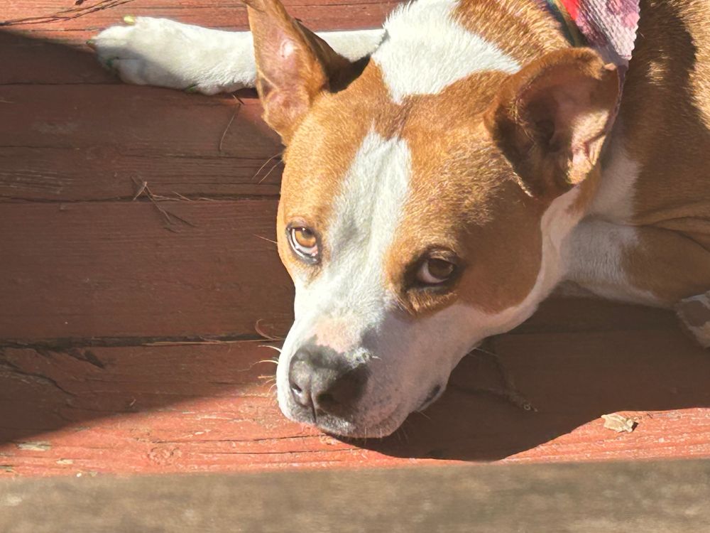 Headshot of a brown and white pit-mix dog laying on a burnt umber wooden deck, face partially in shadow.