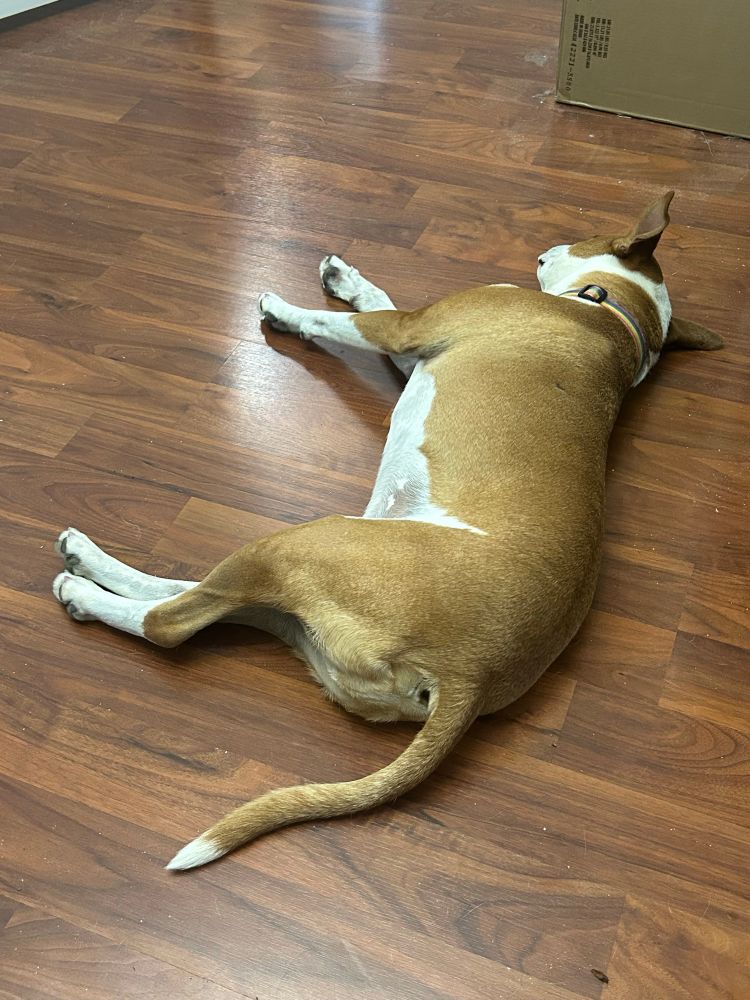 Brown and white medium sized dog laying on his side asleep on a wooden floor. His head is pointed away from the camera