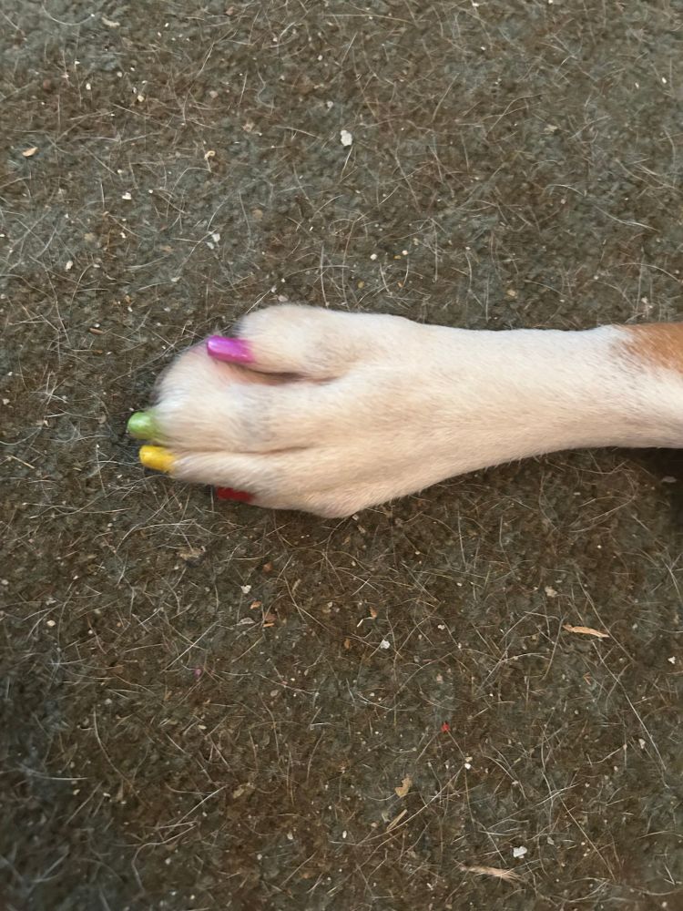 Close up of a dog’s paw that has had the nails painted rainbow