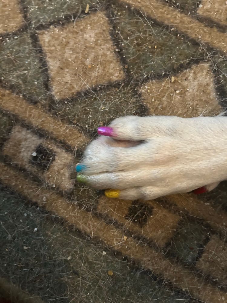 Close up of a dog’s paw that has had the nails painted rainbow