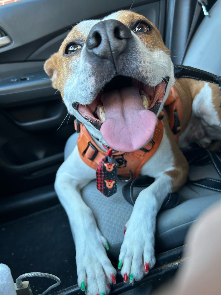 Tan and white dog looking into the camera, “smiling” with his tongue out. He’s wearing an orange harness and short tie with a holiday pattern on it. His front paws are visible and the nails are painted red and green, alternating. He’s lounging on a car seat.