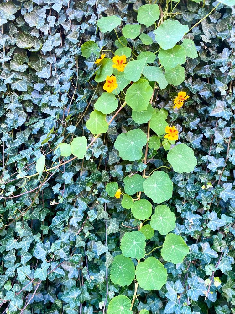 A wall almost completely covered in dark, grey-green ivy except for a long vine of brightly coloured yellow and orange nasturtiums