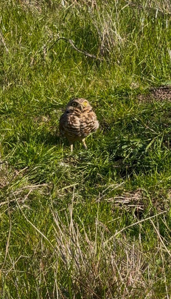Western Burrowing Owl looking adorable in the grass