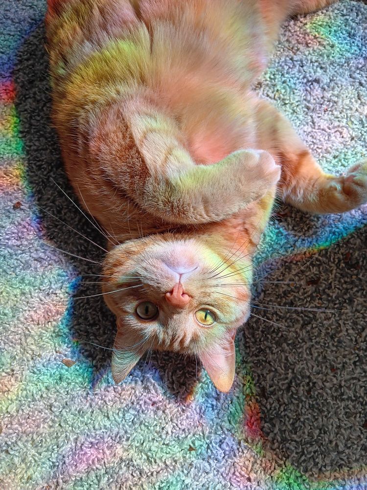 Orange cat laying on his back looking up at the camera. His face is lit from the side and little rainbows are scattered across him like he's the main character of the universe. 