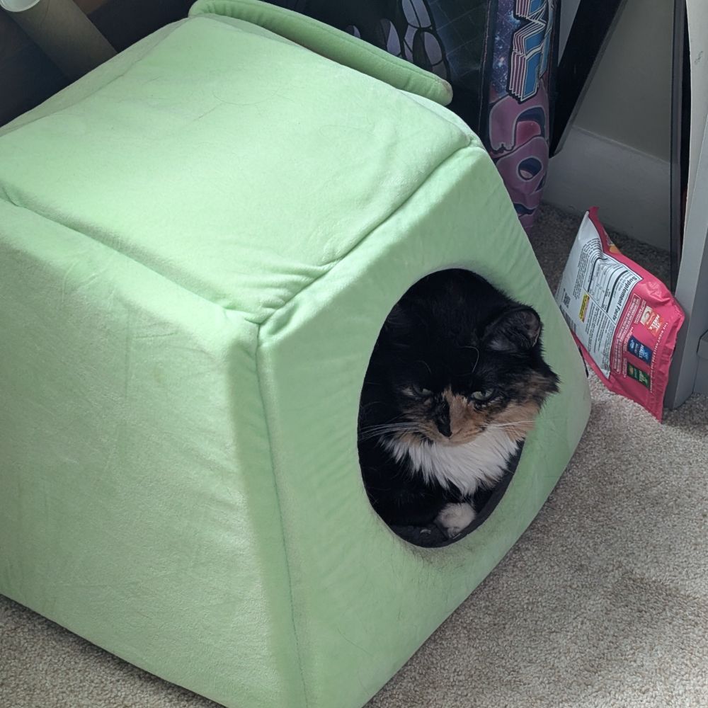Cat in a Yoda bed 