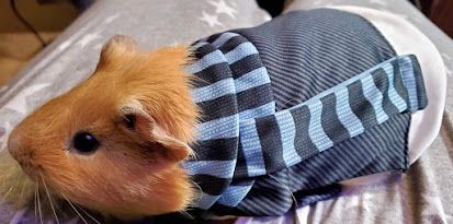 A yellow short-haired guinea pig wearing a Gru (from Despicable Me) costume. It is absurdly adorable.