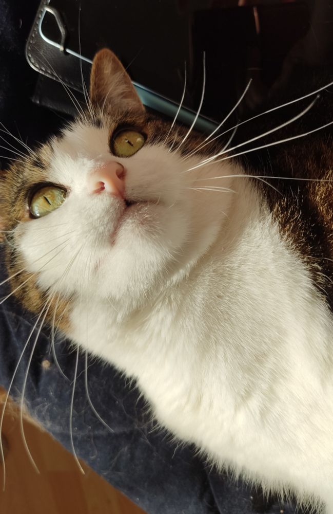 Un potit chat de 4 ans trop mignon 