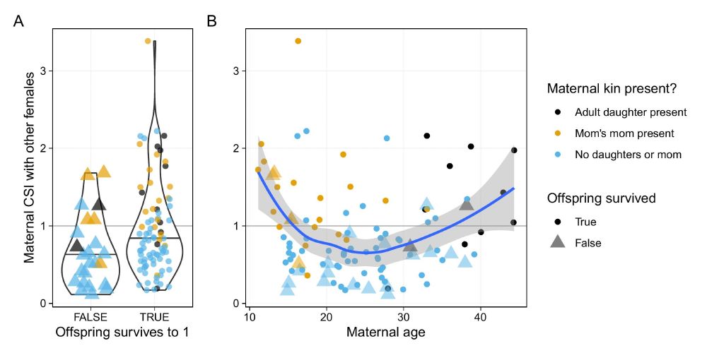 plot showing empirical values of maternal social integration (CSI-F) vs kin presence and offspring survival (panel A) and maternal age (panel B). Panel A shows two violin plots, with the median CSI-F value higher for mothers of surviving offspring than for offspring that died before age 1.  Panel B shows that the youngest and oldest females in the sample have higher CSI-F values, and also tend to have close female maternal kin present in the community.

Triangles indicate offspring that died before age 1, and the blue line in B) is a loess curve drawn through the data. Points in A) are shown with jitter (in the x direction only) to better show their distributions.