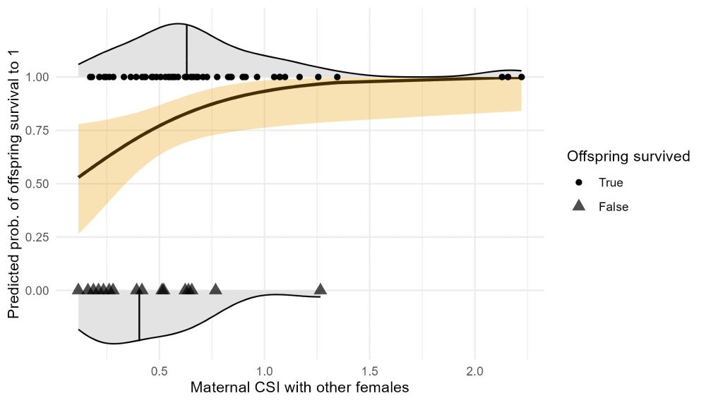 Plot showing positive association between female social integration and likelihood of offspring survival to age 1.  Curve and yellow confidence band show predicted probability and 95% confidence interval of offspring survival vs. maternal CSI-F for the 70 offspring born to females without female kin in the community at birth. Points and top density plot show the empirical distribution of maternal CSI-F for those offspring that survived to age 1, while triangles and bottom density plot indicate the empirical distribution of maternal CSI-F for those offspring that died before age 1. The vertical line in each distribution shows the median maternal CSI-F value for offspring that survived and those that died, respectively.