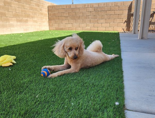 Ruby Rose the light brown and apricot colored moyen poodle after a nice dog grooming with ear blowing in the wind