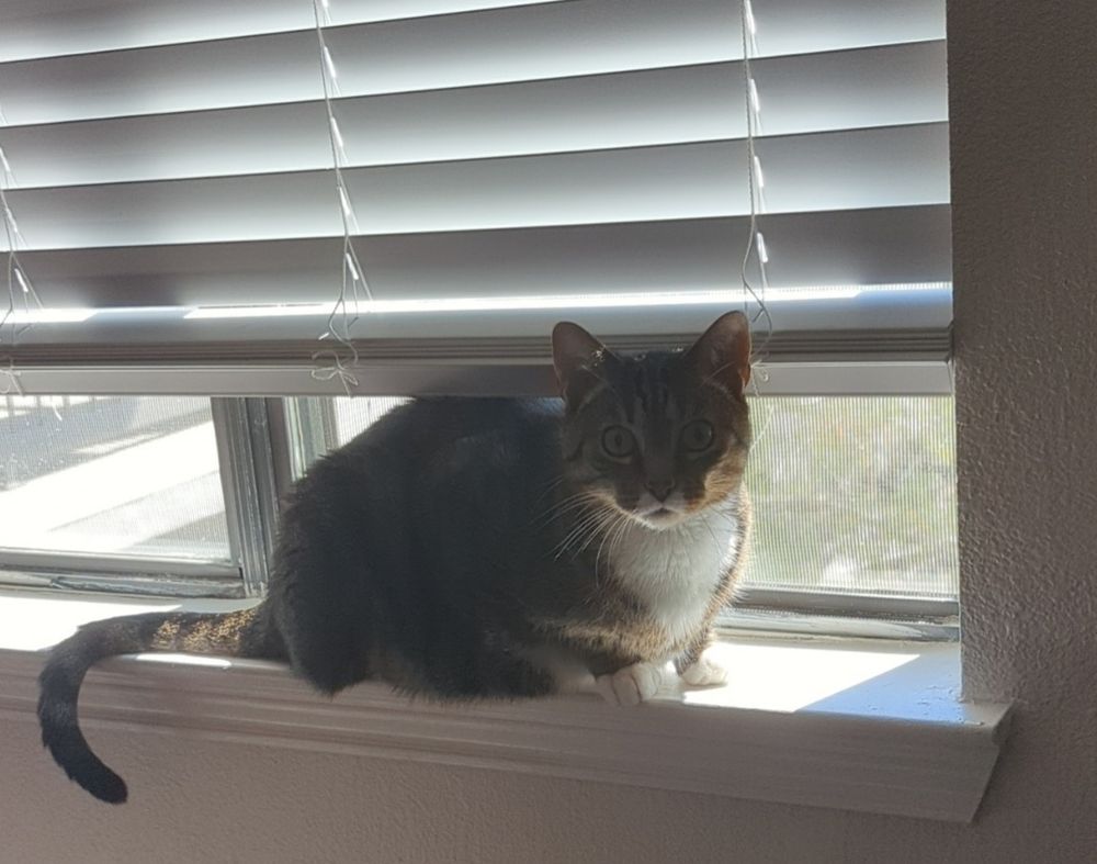 My cat Arthur sitting on the windowsill staring at me with a blank expression