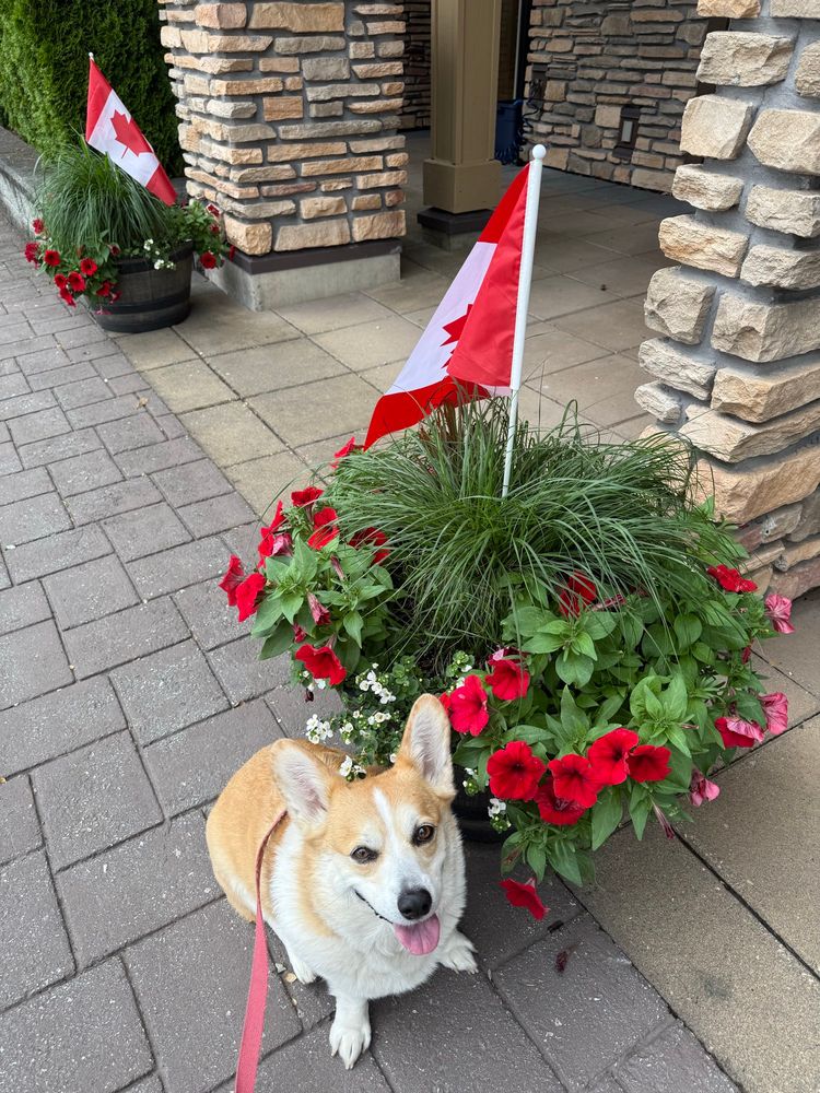 Corgi sitting next to a flower bed with Canada flags in it 