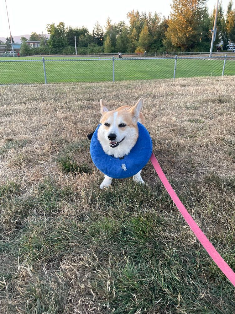 Blonde corgi with inflatable neck pillow 