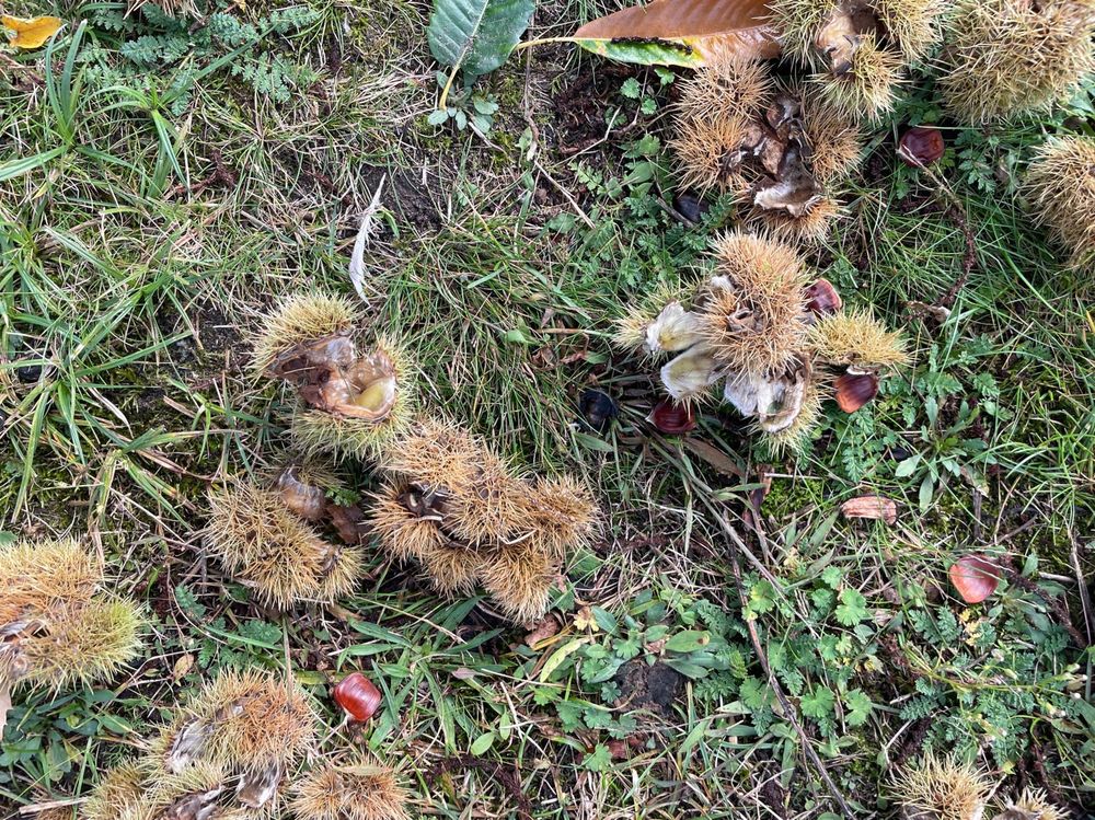 Boden mit Esskastanienschalen