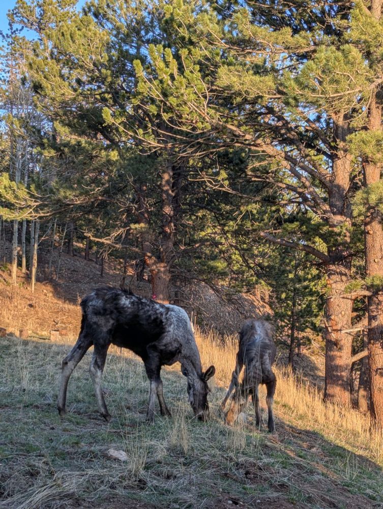 Two moose, a female and a calf, grazing amid pine trees.