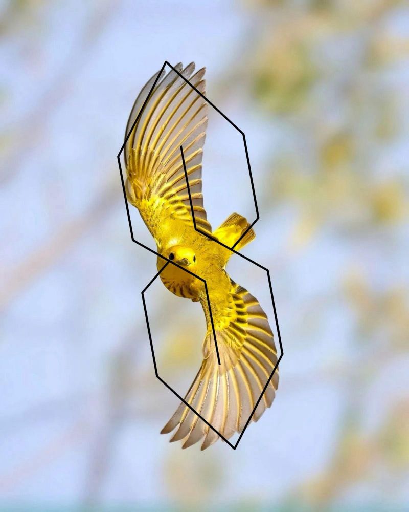 yellow bird with curving wings, with the cool S superimposed over it