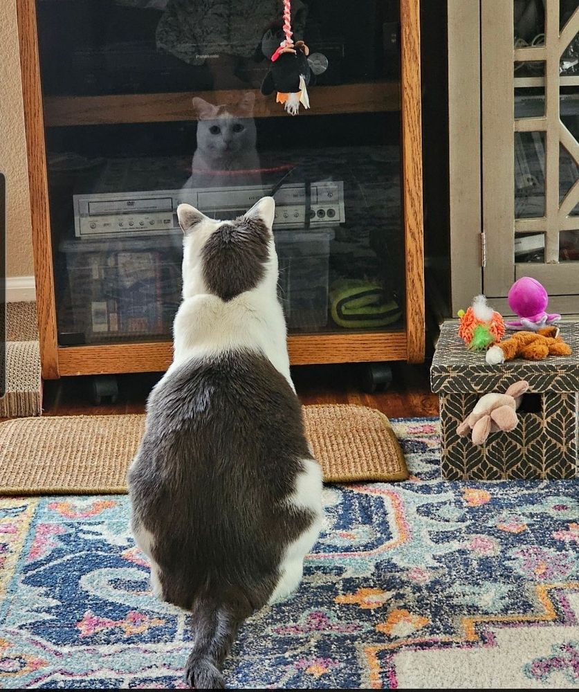 Cat looking at reflection contemplatively. 