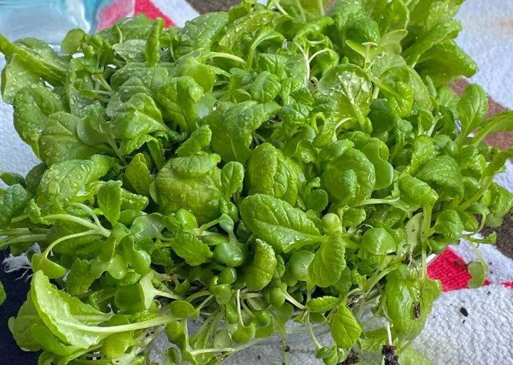 収穫した間引き菜