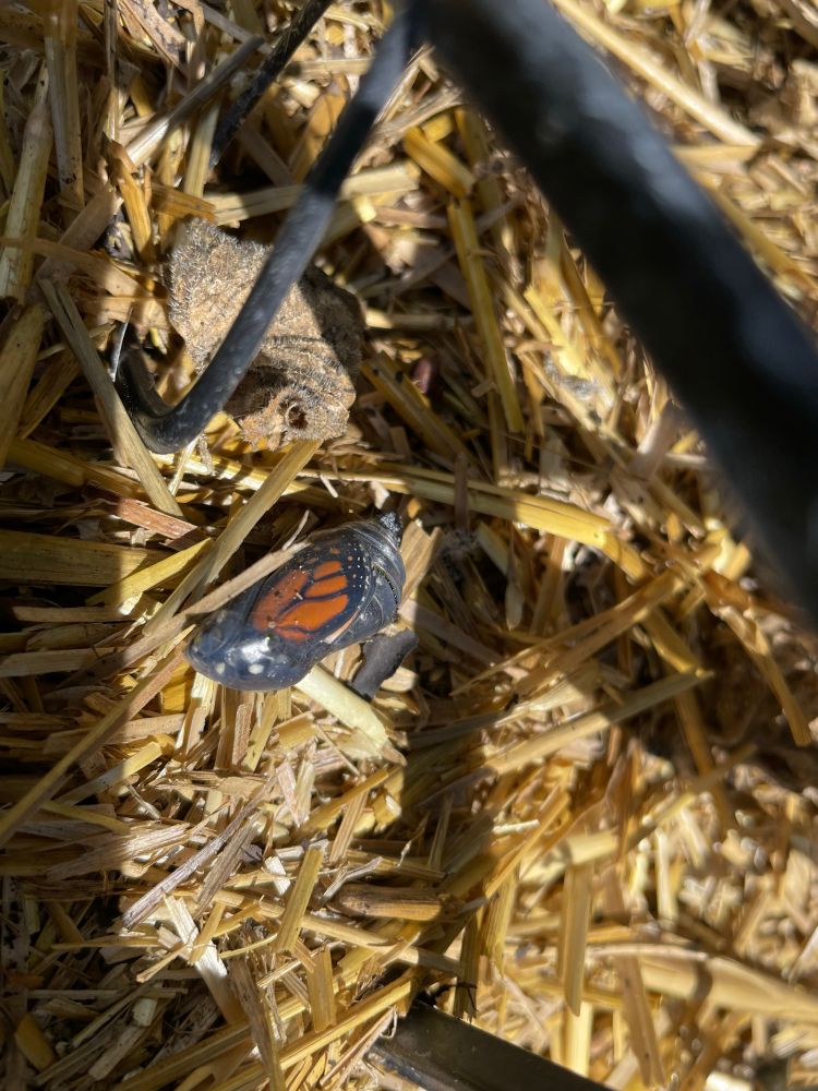 An almost opened chrysalis lounging in straw