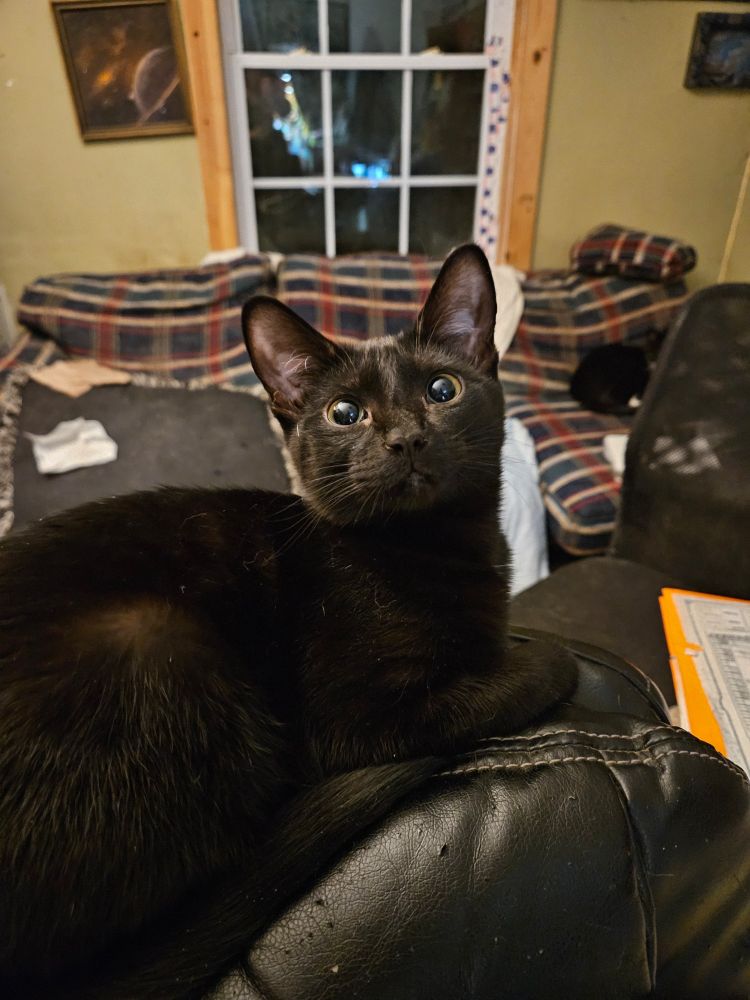 Photo of a solid black kitten with yellow eyes on the back of a black office chair. She is lying down with her paws tucked under her and her head raised to look at the person taking the photo.