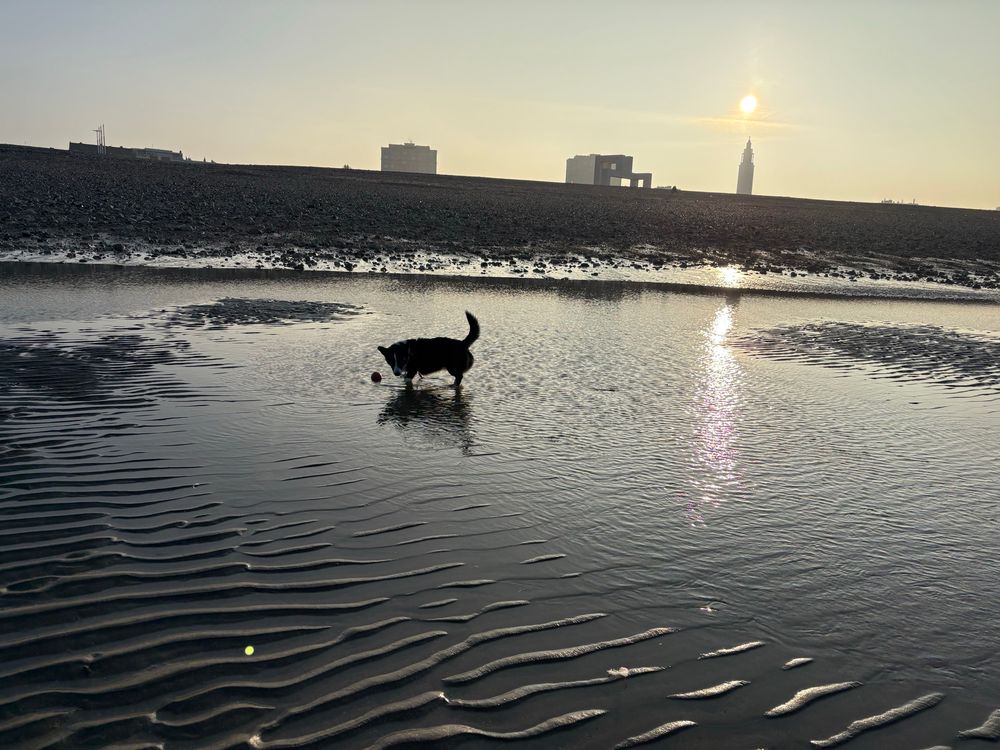 Photo depuis la plage du Havre à marée basse, les pieds dans le sable mouillé, avec Buffy devant moi, les pattes dans l’eau avec sa balle. Au loin, en contre jour on voit le clocher de l’église St Joseph et le soleil presque aligné juste au dessus. 