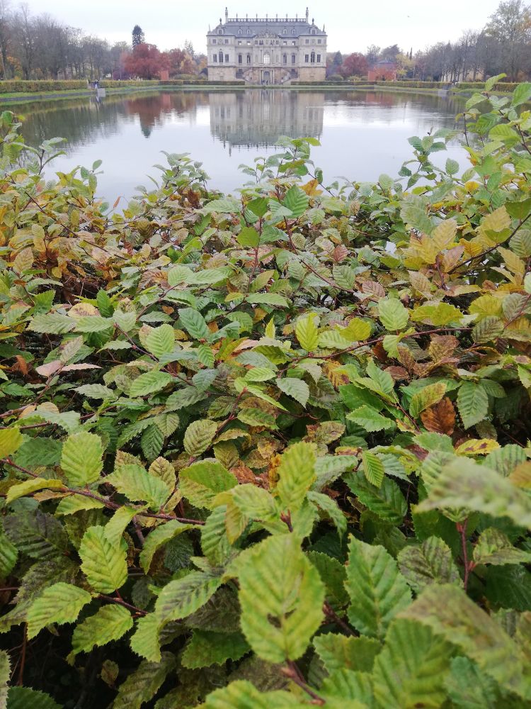 Palais und Teich im Großen Garten Dresden. 