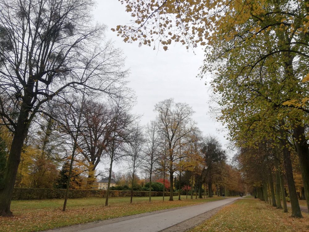 Allee im Großen Garten Dresden. 