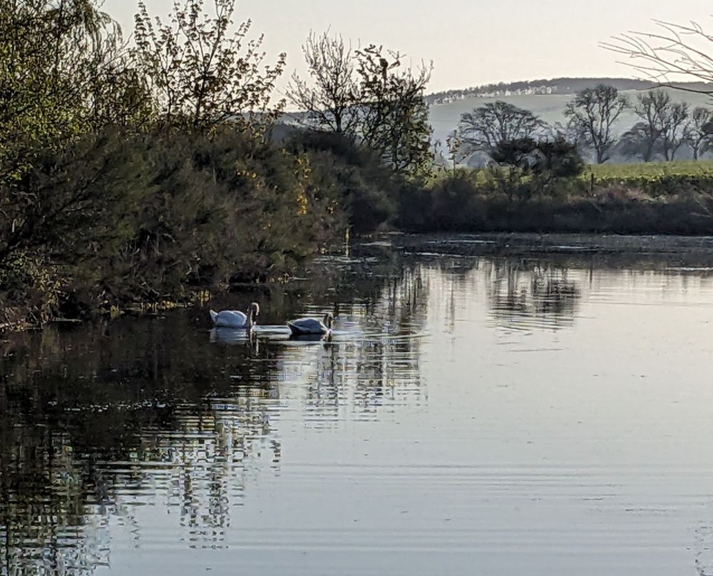 Swans on the millpond