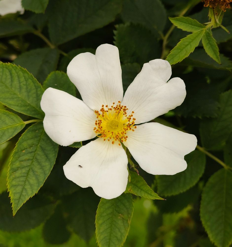 White flower with yellow and red