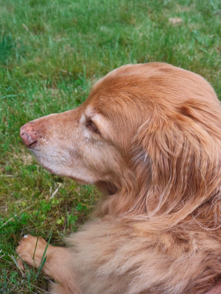 Duck toller looking pensive