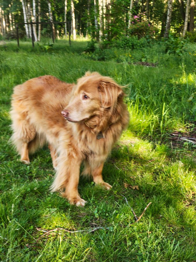 Buckley the duck tolling retriever looking over his shoulder