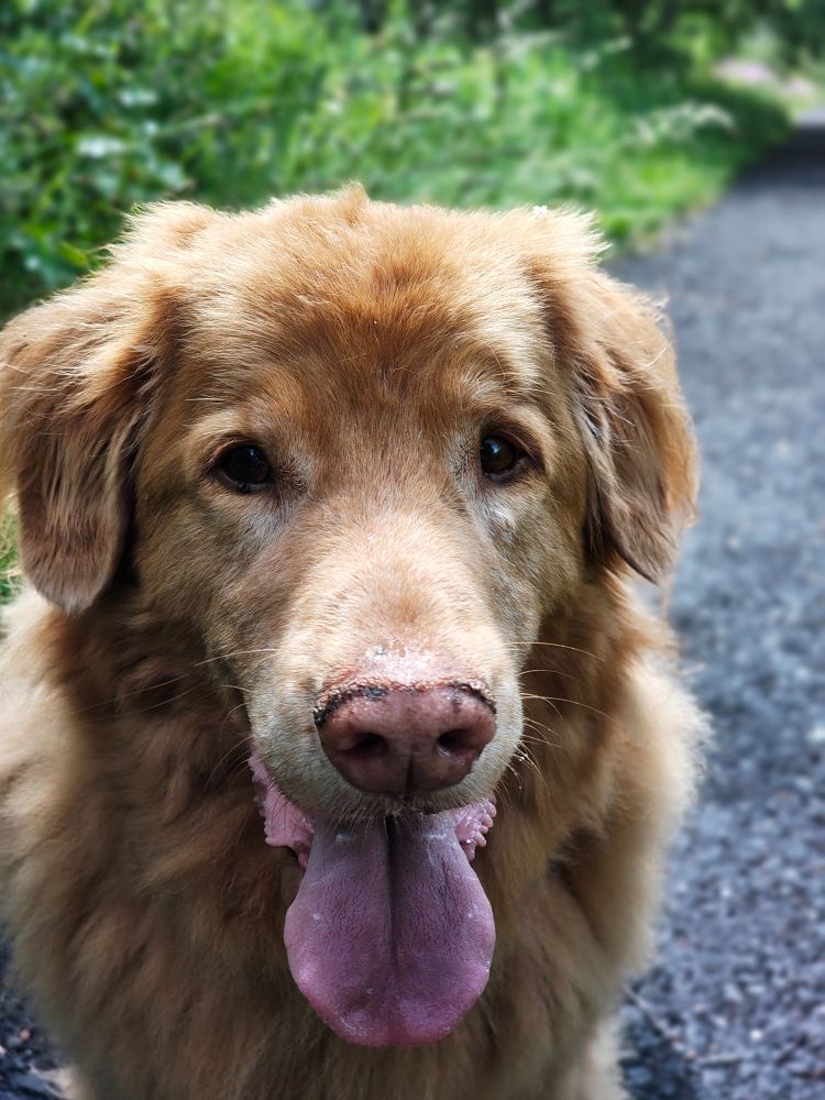 Beautiful stunning handsome dog with his tongue hanging out