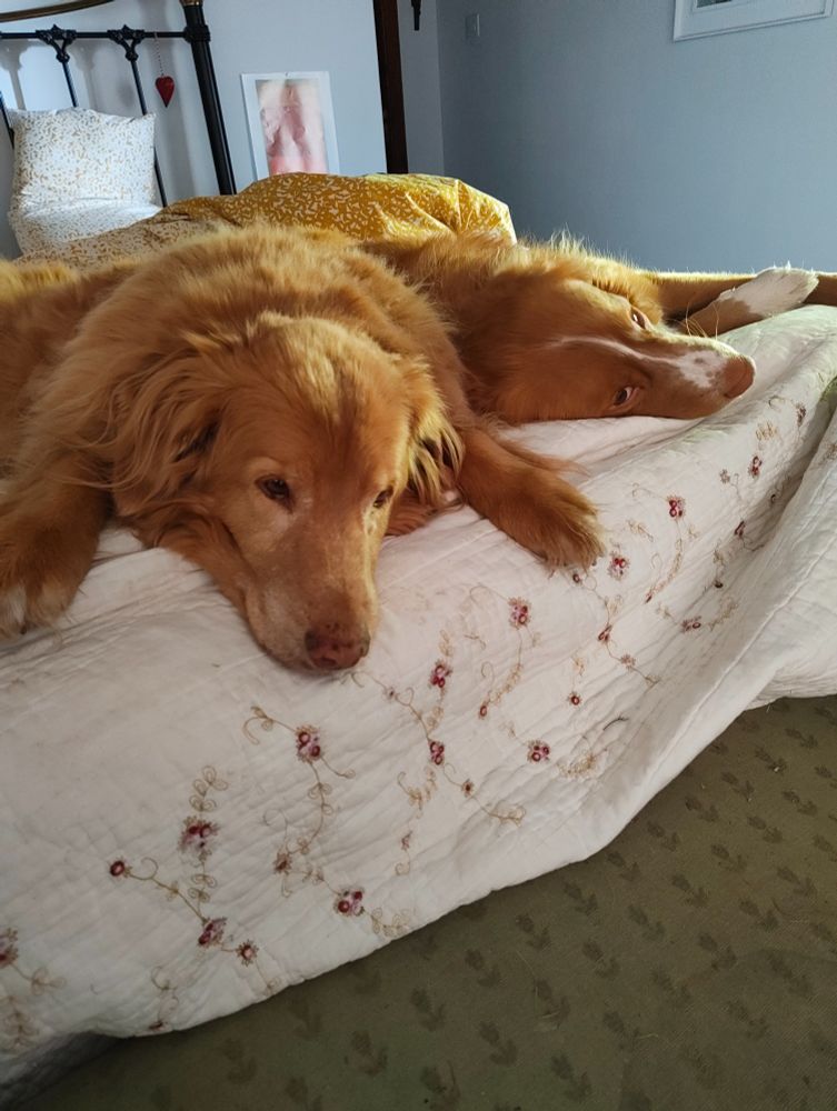 Two duck tollers enjoying a lie in on my bed