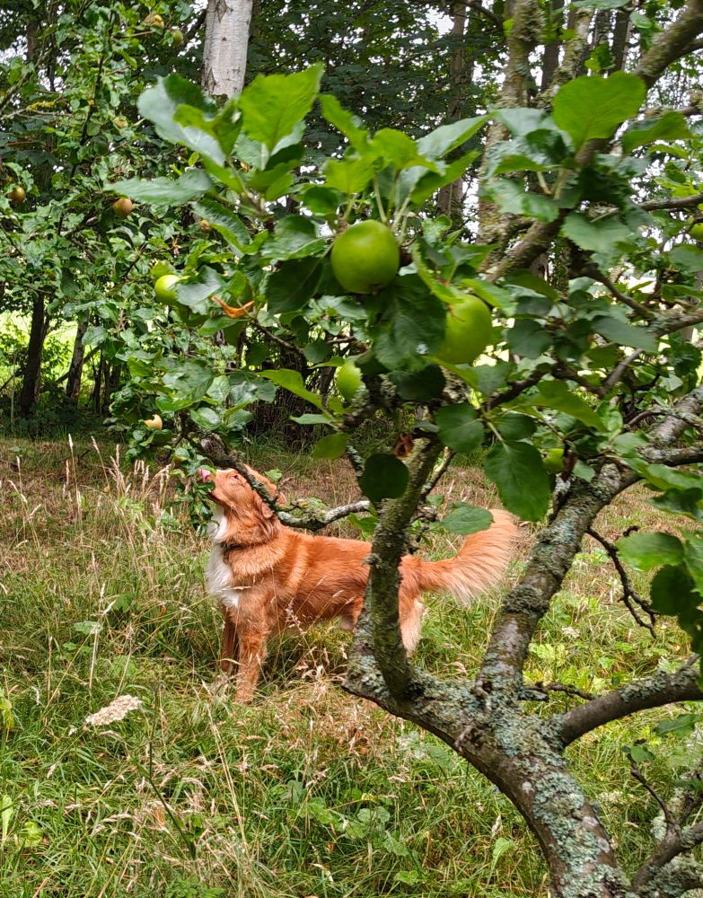 Meirg the duck toller trying to pick some apples