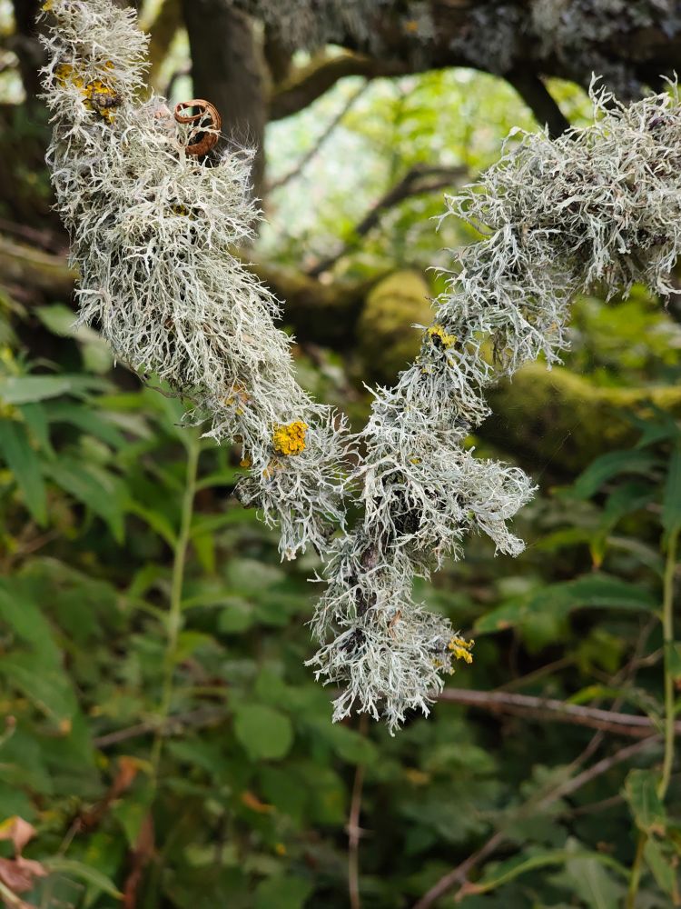 Lichen