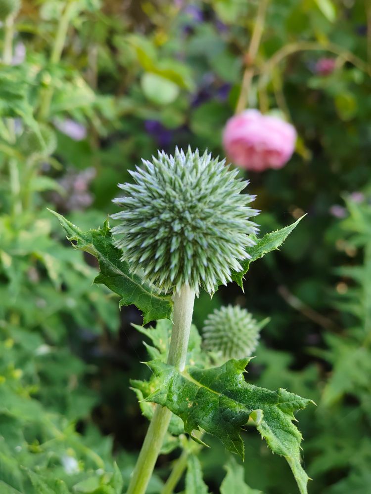 Spiky flower. Name unknown