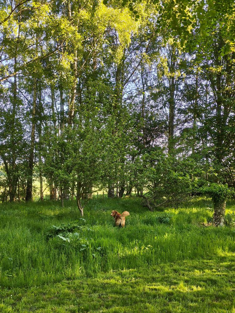 Young dog in the long grass, tail proud and looking back to make sure I'm still there