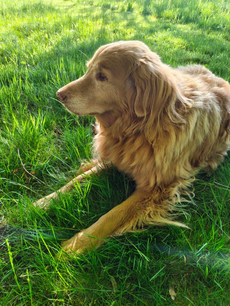 Old dog sitting on the grass soaking up the morning sounds and smells