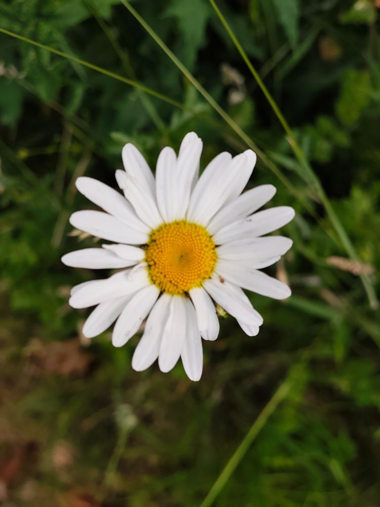 Daisy