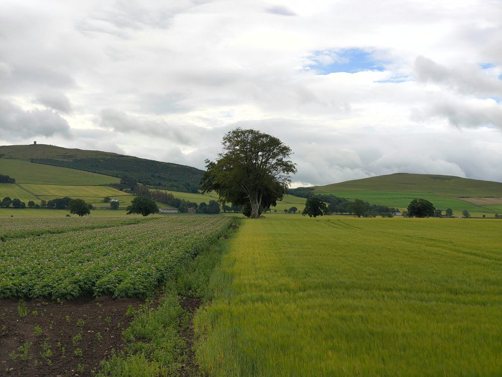 Tree in the Angus countryside, green fields and purple flowers in the farmers crops