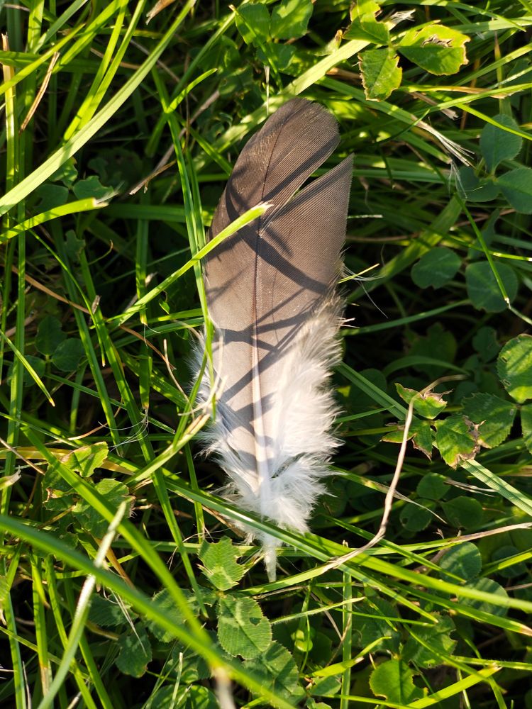 Feather