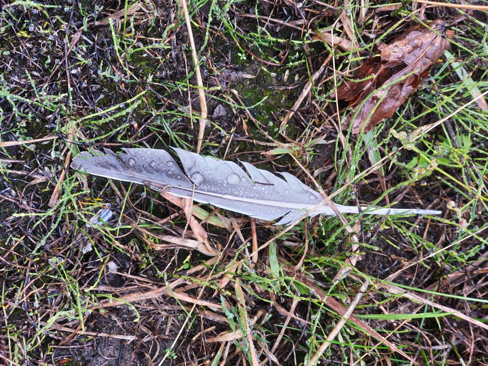 Feather